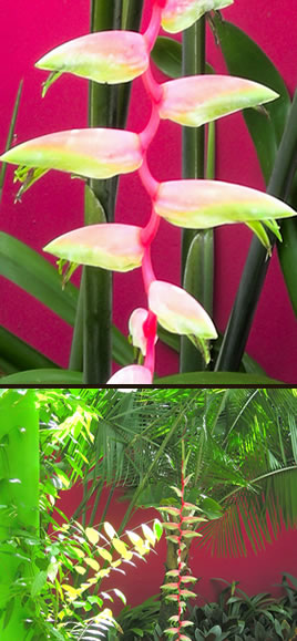 pink